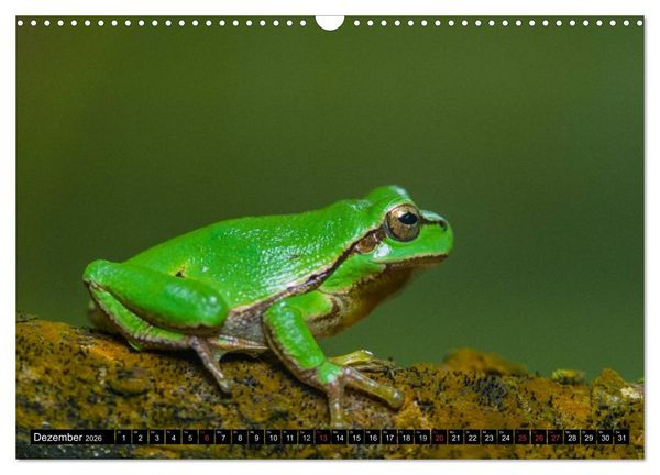 Produktbild: Salamander und Co. (Wandkalender 2026 DIN A3 quer), CALVENDO Monatskalender