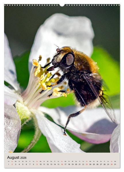 Produktbild: INSEKTENWELT - Heimische N&uuml;tzlinge ganz nah (Wandkalender 2026 DIN A2 hoch), CALVENDO Monatskalender