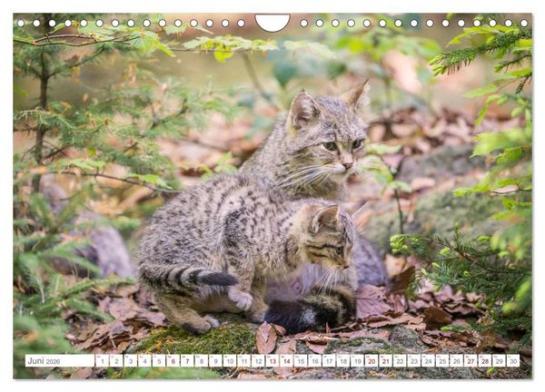 Produktbild: Wildkatzenbabys - wild und zuckers&uuml;&szlig;. (Wandkalender 2026 DIN A4 quer), CALVENDO Monatskalender