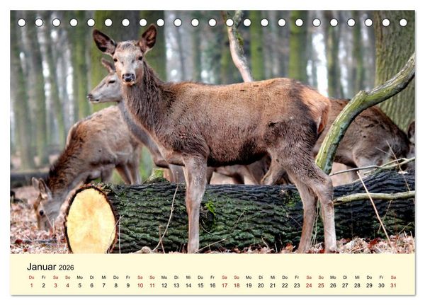 Produktbild: Der Rothirsch - Der K&ouml;nig in unseren W&auml;ldern (Tischkalender 2026 DIN A5 quer), CALVENDO Monatskalender