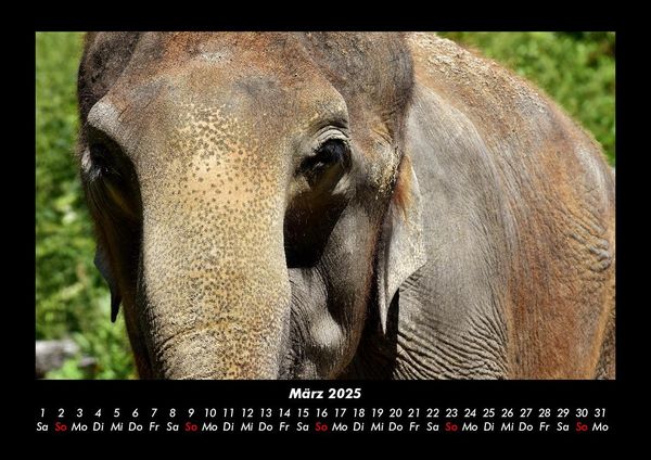 Produktbild: Elefanten - Die sanften Riesen Afrikas 2025 Fotokalender DIN A3