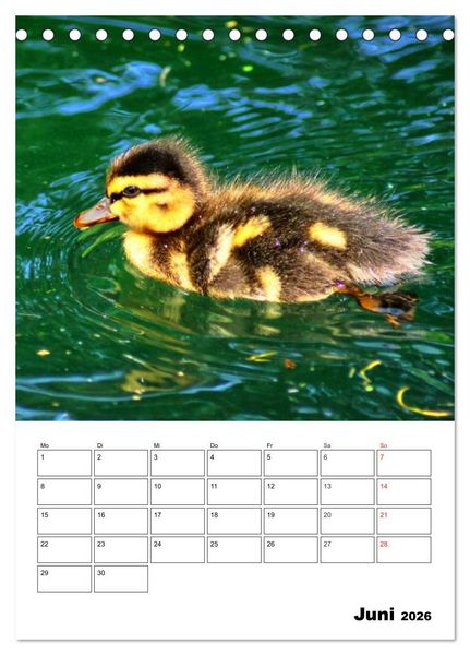 Produktbild: Heimische Wildtiere Terminplaner (Tischkalender 2026 DIN A5 hoch), CALVENDO Monatskalender
