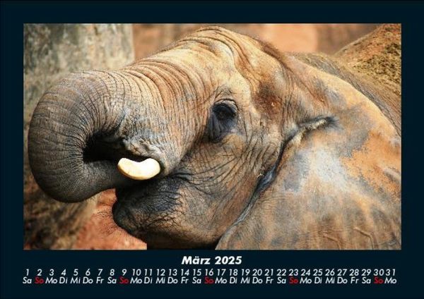 Produktbild: Elefanten - Die sanften Riesen Afrikas 2025 Fotokalender DIN A5