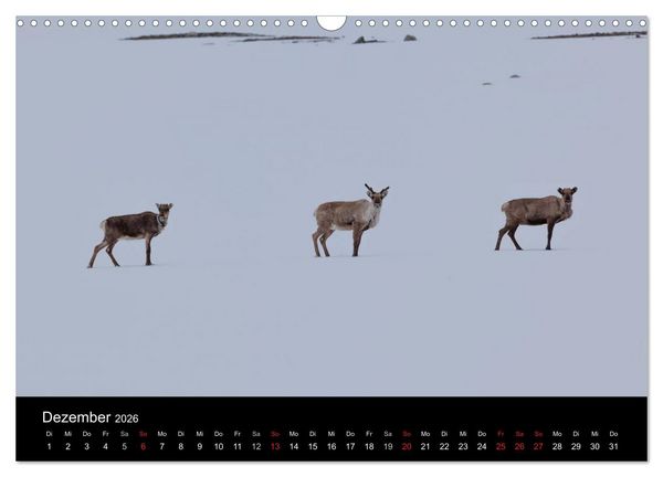 Produktbild: Tierkalender 2026 (Wandkalender 2026 DIN A3 quer), CALVENDO Monatskalender