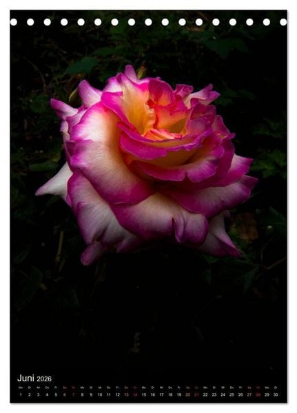 Produktbild: Gartenrosen (Tischkalender 2026 DIN A5 hoch), CALVENDO Monatskalender