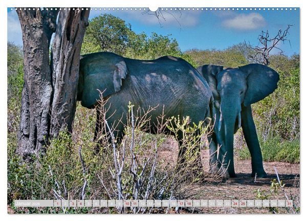 Produktbild: Namibia &ndash; Die Tierwelt vom Caprivi bis Etosha (Wandkalender 2026 DIN A2 quer), CALVENDO Monatskalender