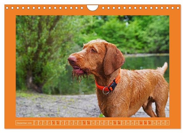 Produktbild: Faszination Magyar Vizsla (Wandkalender 2026 DIN A4 quer), CALVENDO Monatskalender