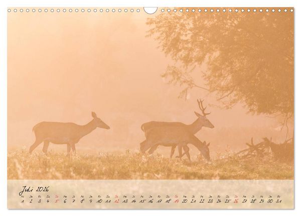 Produktbild: Rotwild - im Naturparadies der Mecklenburgischen Seenplatte (Wandkalender 2026 DIN A3 quer), CALVENDO Monatskalender