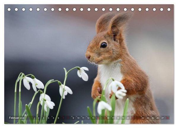 Produktbild: Eichh&ouml;rnchen in zauberhaften Posen (Tischkalender 2026 DIN A5 quer), CALVENDO Monatskalender