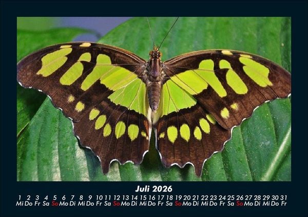 Produktbild: Bunte Pracht der Schmetterlinge 2026 Fotokalender DIN A5