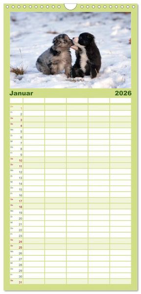 Produktbild: Familienplaner 2026 - Aussie Welpen 2026 mit 5 Spalten (Wandkalender, 21 x 45 cm) CALVENDO