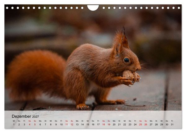 Produktbild: Magische Tiermomente (Wandkalender 2027 DIN A4 quer), CALVENDO Monatskalender