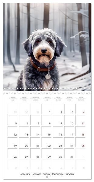 Produktbild: Aussiedoodle - Dogs to love (Wall Calendar 2026 12 &times; 12 Inch) CALVENDO 12 Month Wall Calendar