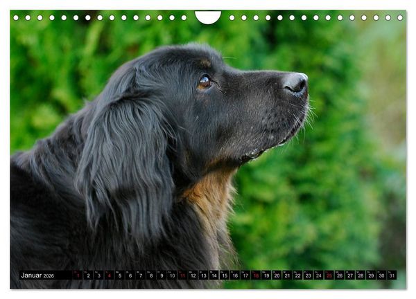 Produktbild: Mein bester Freund - Der Hovawart (Wandkalender 2026 DIN A4 quer), CALVENDO Monatskalender