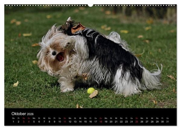 Produktbild: Mit dem Yorki durch das Jahr 2026 (Wandkalender 2026 DIN A2 quer), CALVENDO Monatskalender