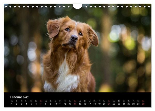 Produktbild: Toller - Nova Scotia Duck Tolling Retriever (Wandkalender 2027 DIN A4 quer), CALVENDO Monatskalender