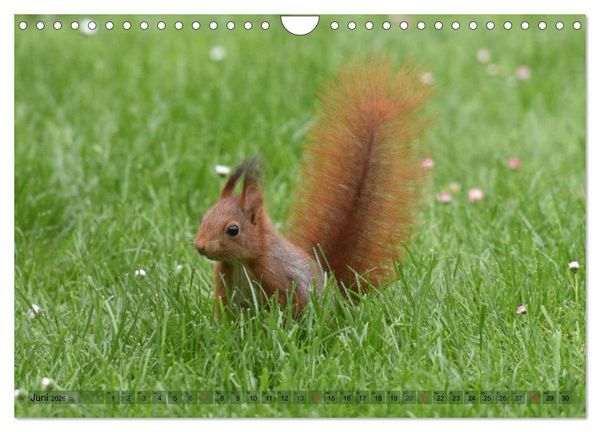 Produktbild: Neuer Spa&szlig; mit Eichh&ouml;rnchen-Kindern (Wandkalender 2026 DIN A4 quer), CALVENDO Monatskalender