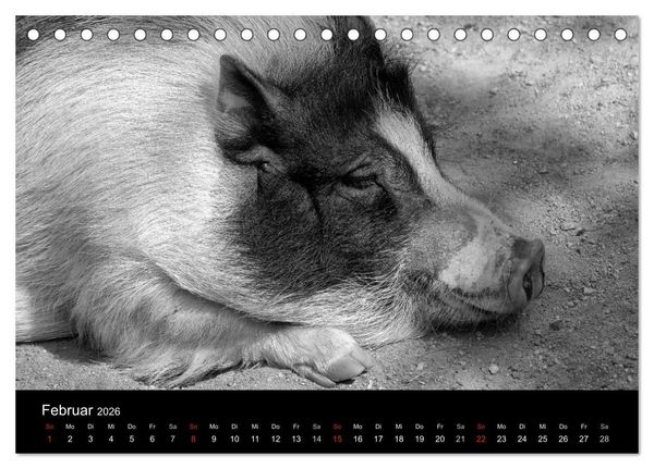 Produktbild: Das Leben der Schweine (Tischkalender 2026 DIN A5 quer), CALVENDO Monatskalender