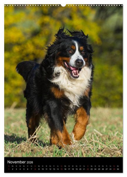 Produktbild: Faszination Berner Sennenhund (hochwertiger Premium Wandkalender 2026 DIN A2 hoch), Kunstdruck in Hochglanz