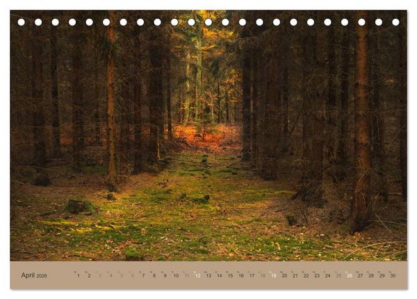 Produktbild: Unser Wald - Magische Sichten in norddeutsche W&auml;lder (Tischkalender 2026 DIN A5 quer), CALVENDO Monatskalender