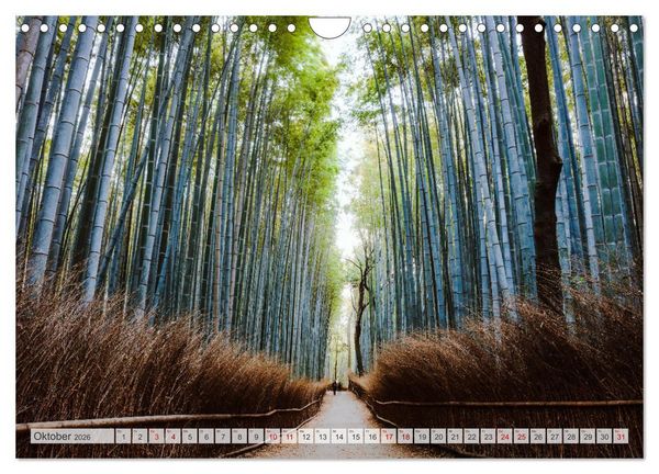 Produktbild: W&auml;lder der Welt (Wandkalender 2026 DIN A4 quer), CALVENDO Monatskalender