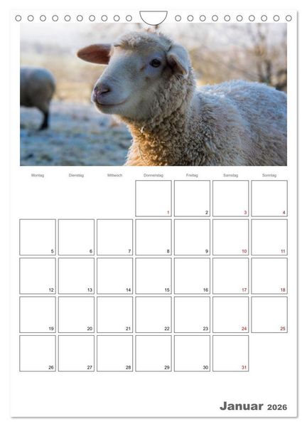 Produktbild: Schafe - 12 Monate in der Herde (Wandkalender 2026 DIN A4 hoch), CALVENDO Monatskalender