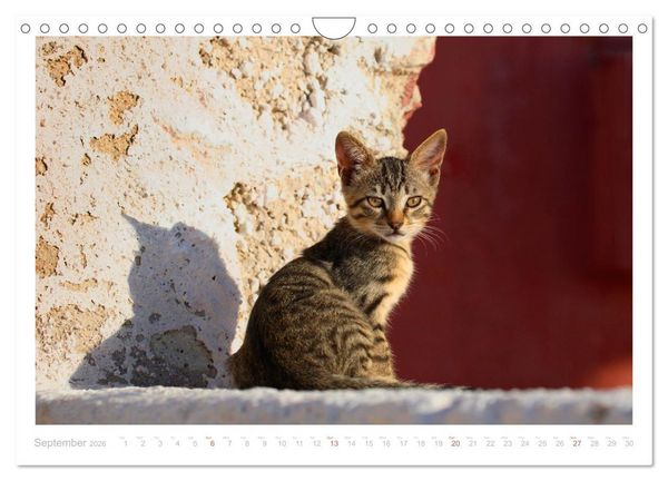 Produktbild: Cats of the Greek Islands (Wall Calendar 2026 DIN A4 landscape), CALVENDO 12 Month Wall Calendar