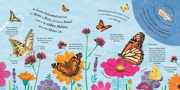 Produktbild: Wie wird die Raupe zum Schmetterling?