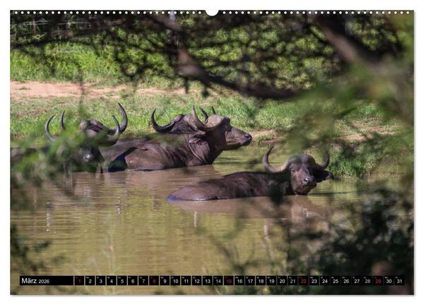 Produktbild: Afrikas wilde Tiere (Wandkalender 2026 DIN A2 quer), CALVENDO Monatskalender