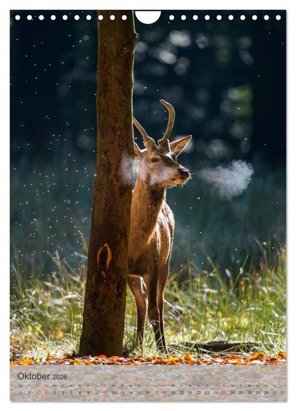 Produktbild: Emotionale Momente: Hirschbrunft (Wandkalender 2026 DIN A4 hoch), CALVENDO Monatskalender
