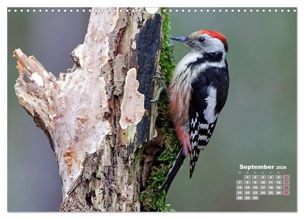 Produktbild: Echte Spechte (Wandkalender 2026 DIN A3 quer), CALVENDO Monatskalender