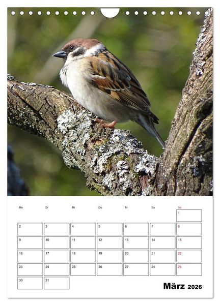 Produktbild: Amsel, Drossel, Fink und Star - beobachtet (Wandkalender 2026 DIN A4 hoch), CALVENDO Monatskalender