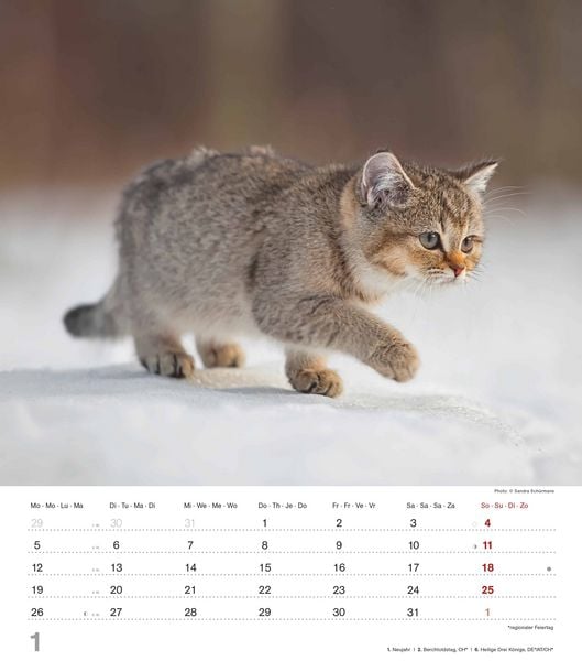 Produktbild: Niedliche Katzenkinder 2026 - Wand-Kalender - Tier-Kalender - 30x34