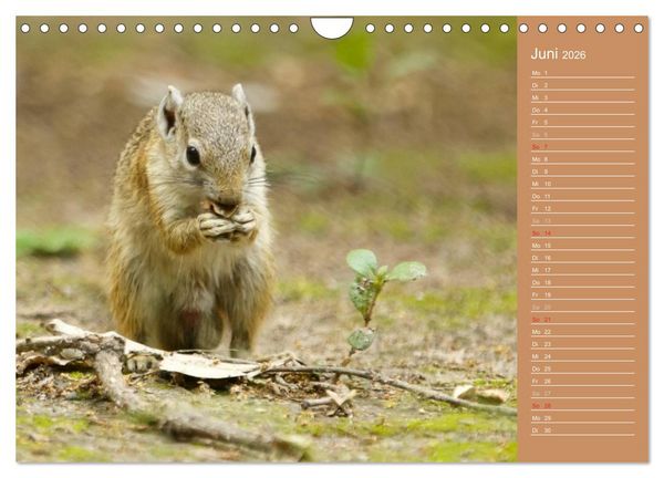 Produktbild: Afrika - Faszinierende Tierwelt (Wandkalender 2026 DIN A4 quer), CALVENDO Monatskalender