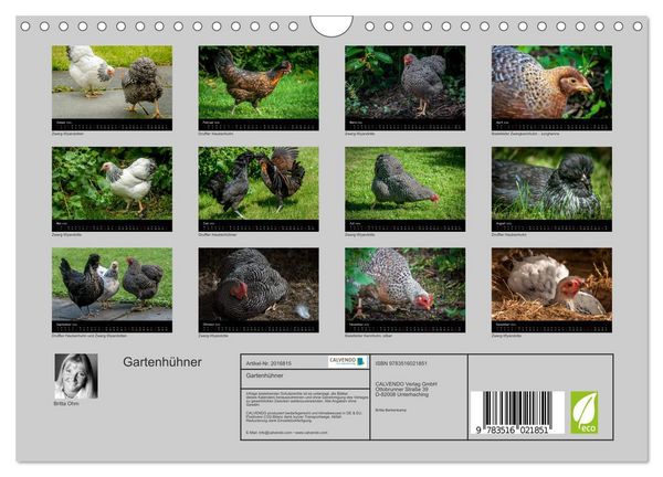 Produktbild: Gartenh&uuml;hner (Wandkalender 2026 DIN A4 quer), CALVENDO Monatskalender