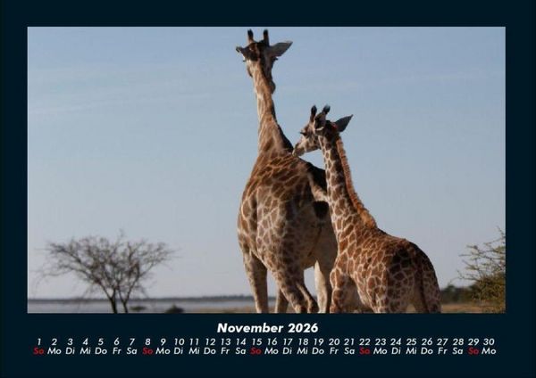 Produktbild: Giraffen 2026 Fotokalender DIN A4