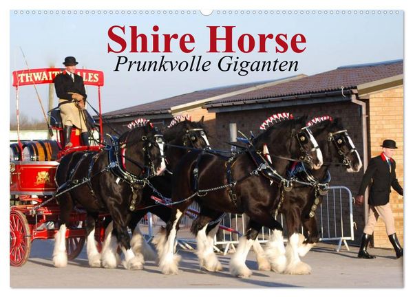 Produktbild: Shire Horse &bull; Prunkvolle Giganten (Wandkalender 2026 DIN A2 quer), CALVENDO Monatskalender
