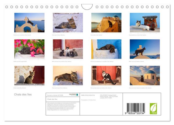 Produktbild: Chats des &icirc;les (Calendrier mural 2026 DIN A4 vertical), CALVENDO calendrier mensuel
