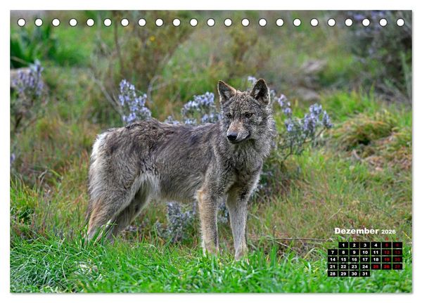Produktbild: Willkommen Wolf (Tischkalender 2026 DIN A5 quer), CALVENDO Monatskalender