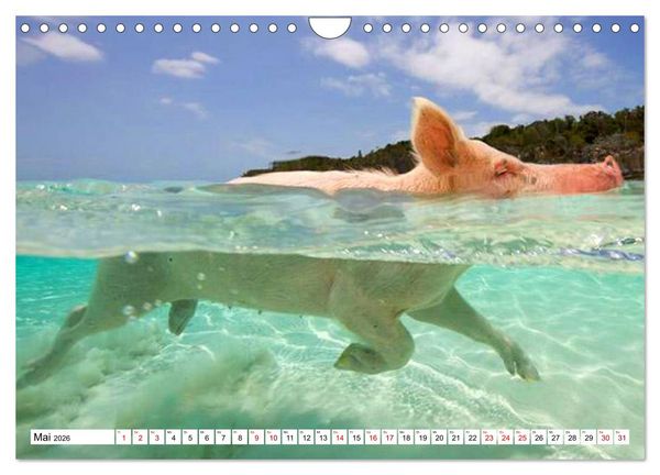 Produktbild: Schweine im Dauerurlaub auf den Bahamas! (Wandkalender 2026 DIN A4 quer), CALVENDO Monatskalender