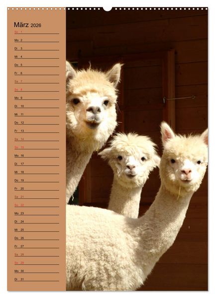 Produktbild: Alpakas zum Knuddeln gerne (hochwertiger Premium Wandkalender 2026 DIN A2 hoch), Kunstdruck in Hochglanz