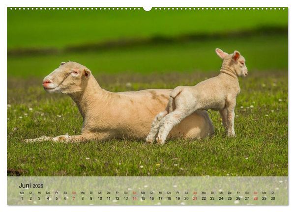 Produktbild: Schafe z&auml;hlen leicht gemacht! (hochwertiger Premium Wandkalender 2026 DIN A2 quer), Kunstdruck in Hochglanz