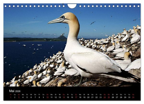 Produktbild: Schottland 2026 (Wandkalender 2026 DIN A4 quer), CALVENDO Monatskalender
