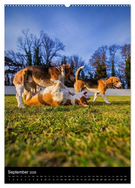 Produktbild: Beagles in action (High Quality Premium Wall Calendar 2026 DIN A2 portrait),CALVENDO 12 Month Wall Calendar