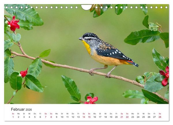 Produktbild: Singv&ouml;gel aus Australien (Wandkalender 2026 DIN A4 quer), CALVENDO Monatskalender