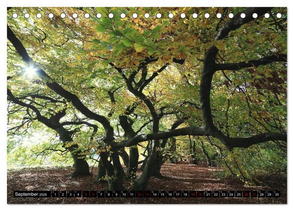 Produktbild: Die S&uuml;ntelbuchenallee (Tischkalender 2026 DIN A5 quer), CALVENDO Monatskalender