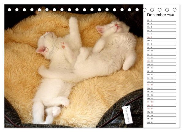 Produktbild: Aus der Kinderstube der Perserkatze (Tischkalender 2026 DIN A5 quer), CALVENDO Monatskalender