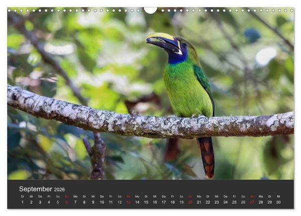 Produktbild: Costa Rica 2026 Exotische Vogelwelt (Wandkalender 2026 DIN A3 quer), CALVENDO Monatskalender