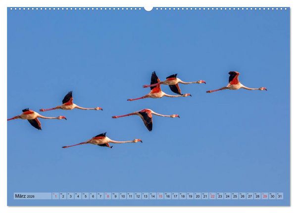 Produktbild: Camargue - Der wilde S&uuml;den Frankreichs (hochwertiger Premium Wandkalender 2026 DIN A2 quer), Kunstdruck in Hochglanz