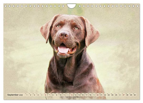 Produktbild: Labrador Retriever 2026 (Wandkalender 2026 DIN A4 quer), CALVENDO Monatskalender